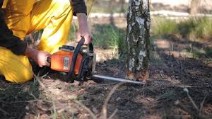 How Our Tree Care Process Works  in  Harrisville, RI